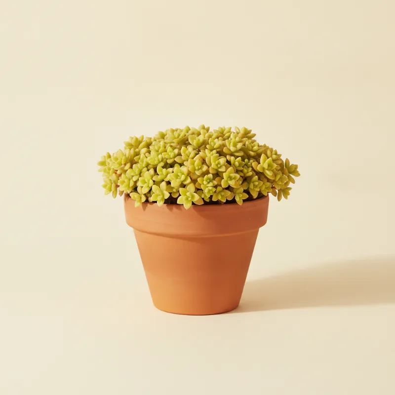 Sedum makinoi (illustratie)