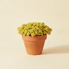 Sedum makinoi