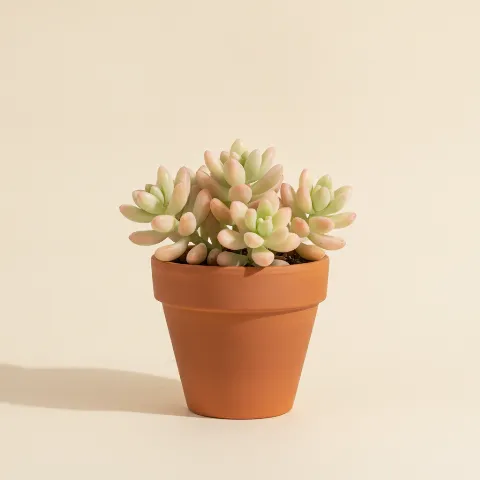 Sedum rubrotinctum 'Aurora'