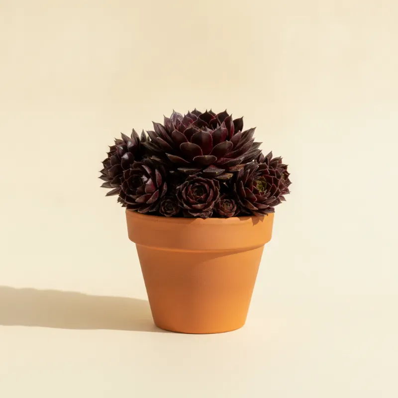 Huislook — Sempervivum 'Black' (illustratie)