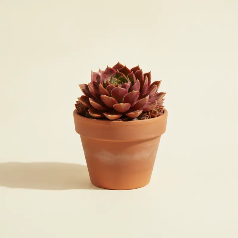 Huislook — Sempervivum 'Carmen' (illustratie)