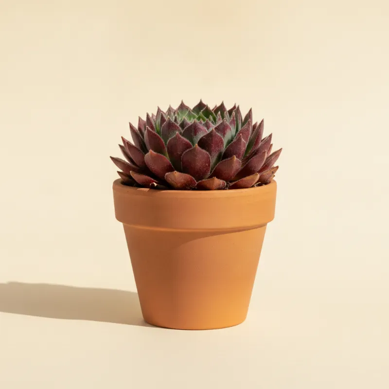 Huislook — Sempervivum 'Commander Hay' (illustratie)