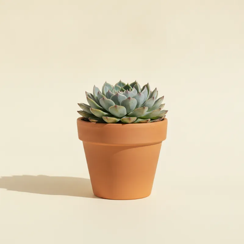 Huislook — Sempervivum 'Pacific Blue Ice' (illustratie)