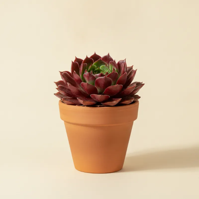 Huislook — Sempervivum 'Red Rubin' (illustratie)