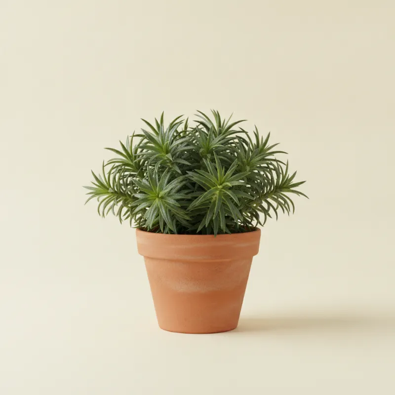 Erwtenplant — Senecio barbertonicus (illustratie)