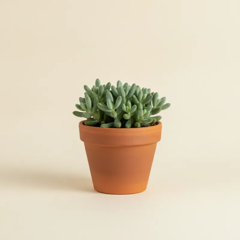 Erwtenplant — Senecio citriformis (illustratie)