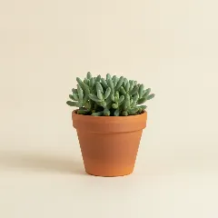Erwtenplant