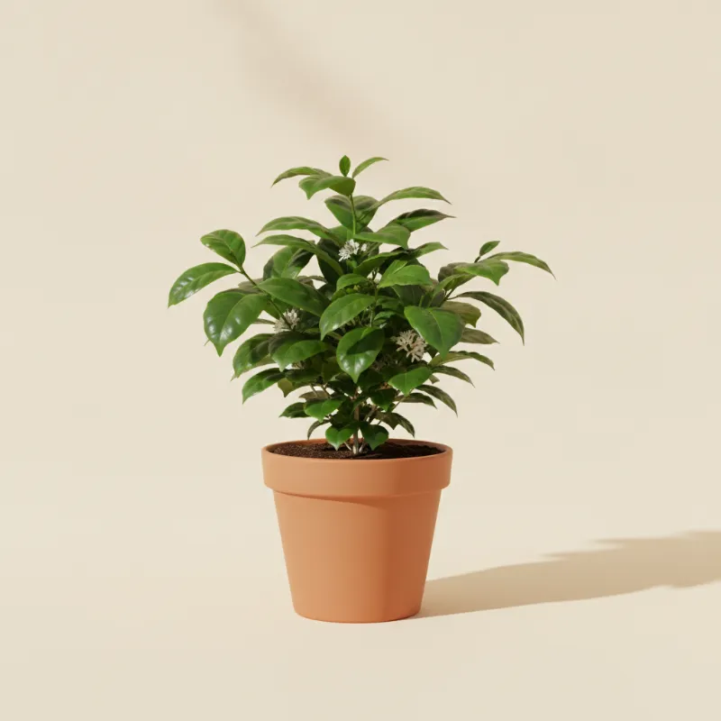 Koffieplant — Coffea arabica (illustratie)