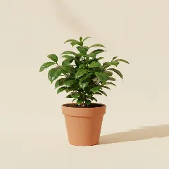 Koffieplant