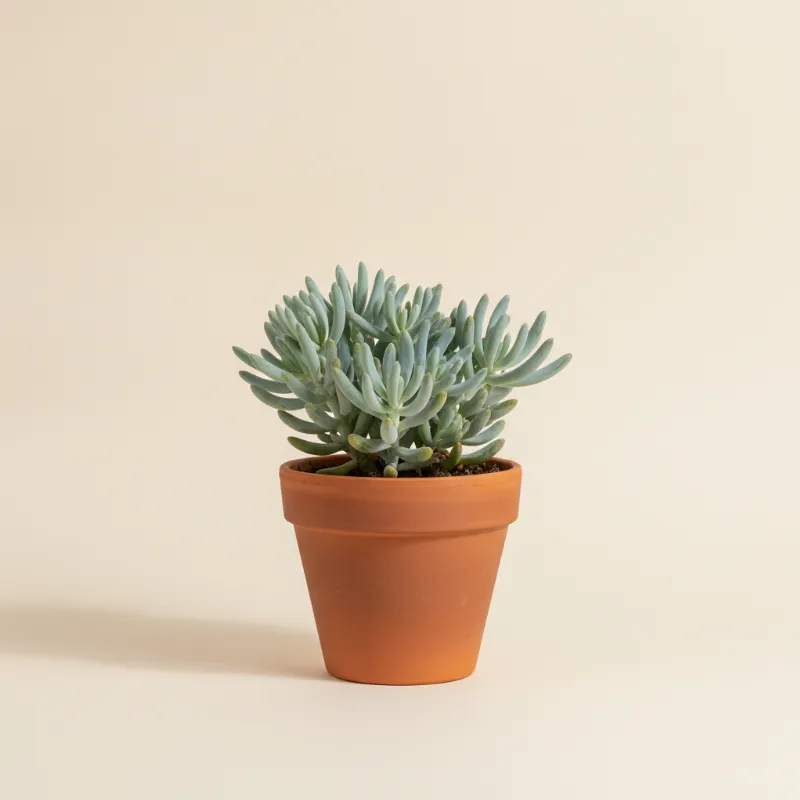 Erwtenplant — Senecio ficoides (illustratie)