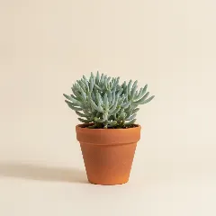 Erwtenplant