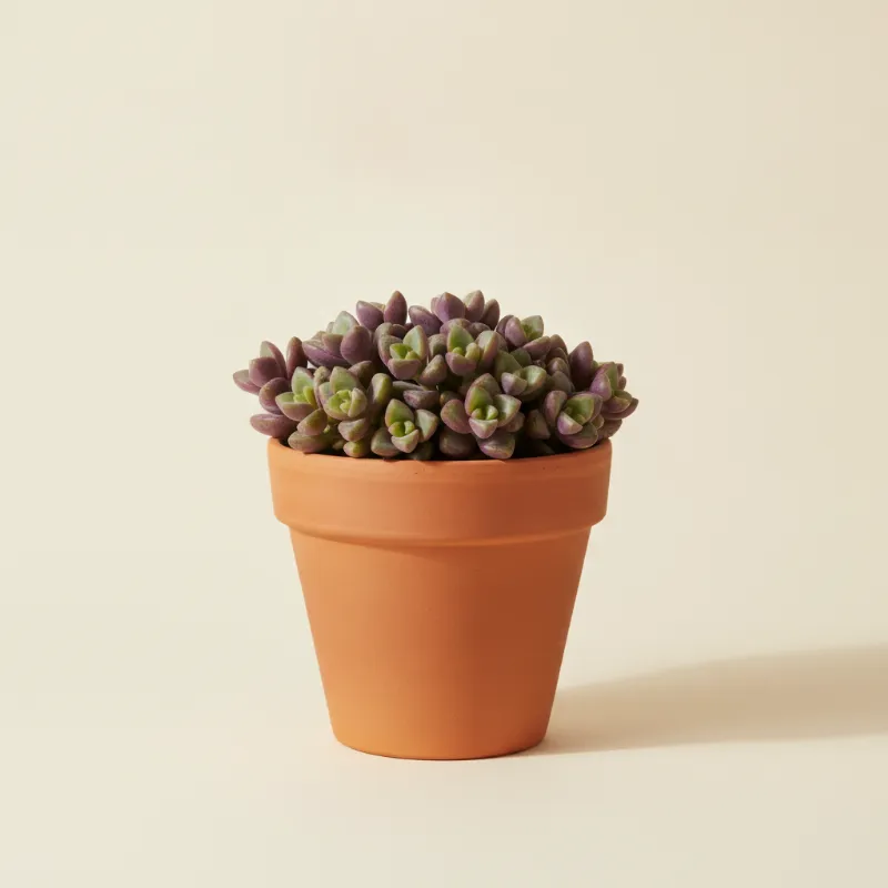 Erwtenplant — Senecio herreanus 'Purple Flush' (illustratie)