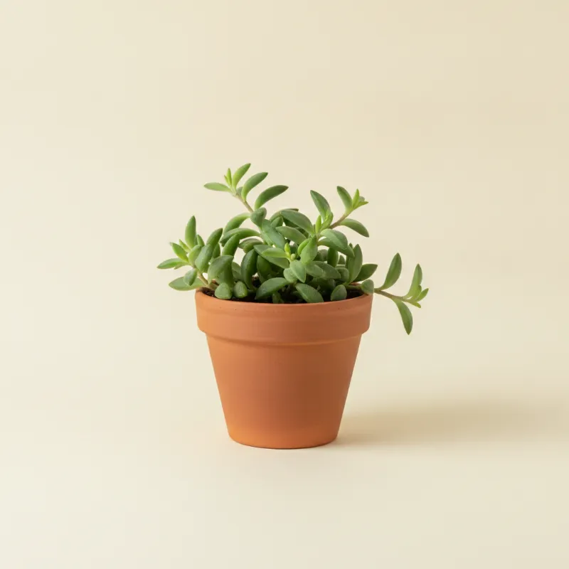 Erwtenplant — Senecio peregrinus (illustratie)