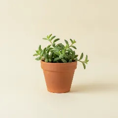 Erwtenplant