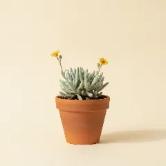 Erwtenplant