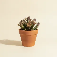 Stapelia variegata