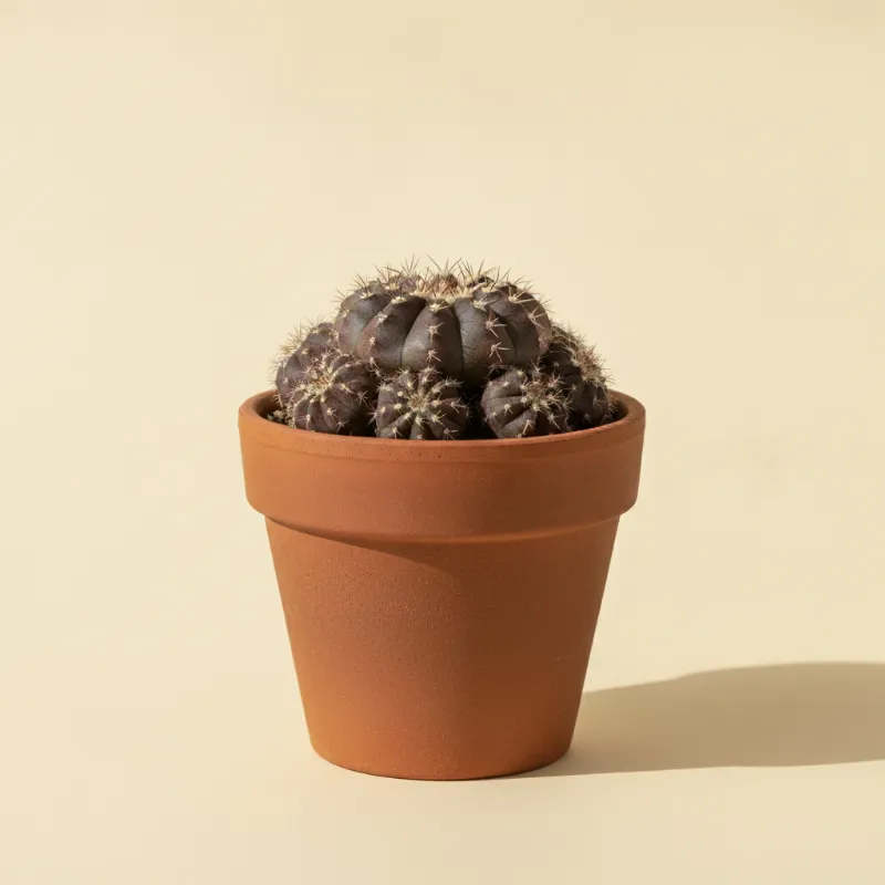 Sulcorebutia rauschii (illustratie)