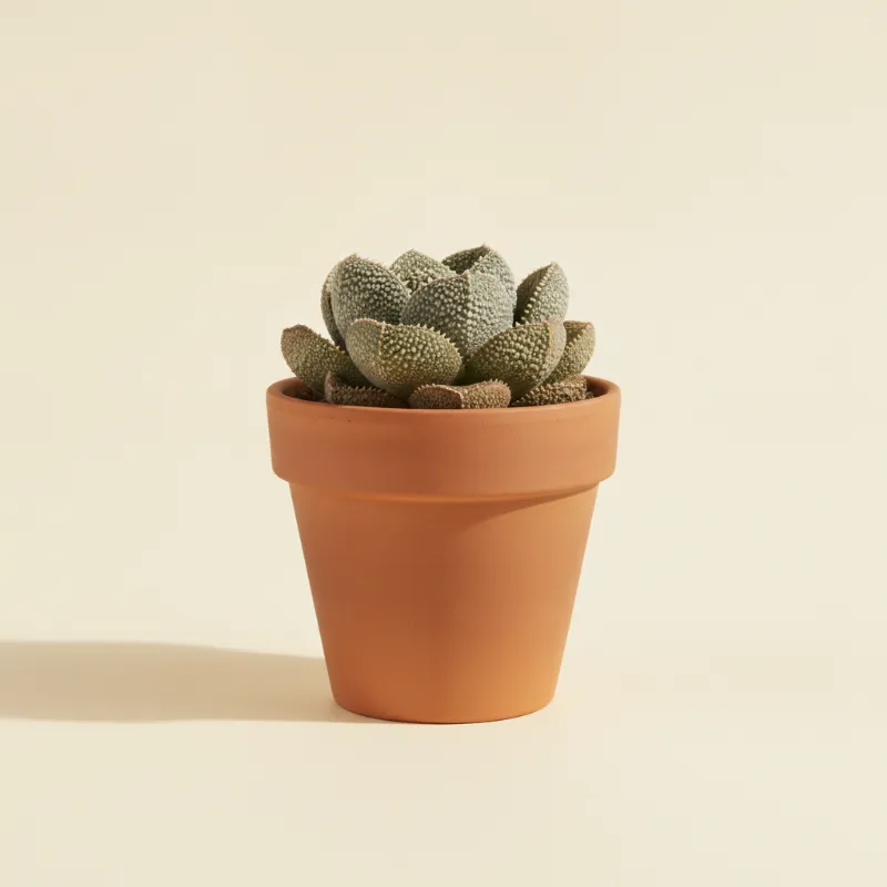 Titanopsis calcarea (illustratie)