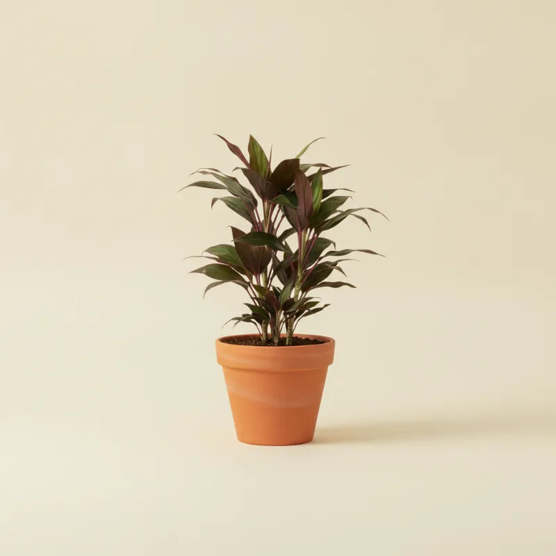 Cordyline — Cordyline fruticosa (illustratie)