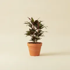 Cordyline