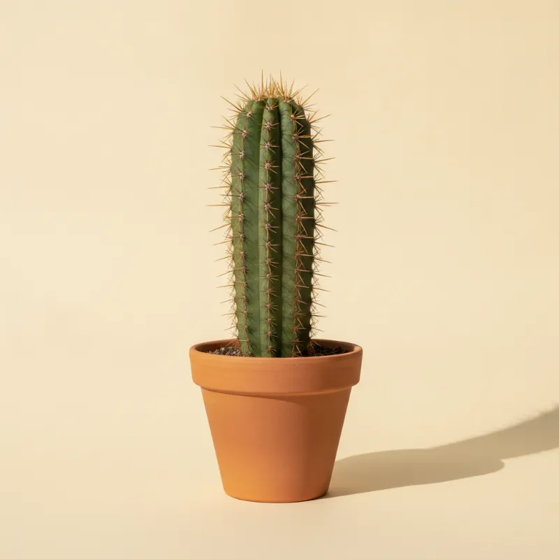 Trichocereus terscheckii (illustratie)