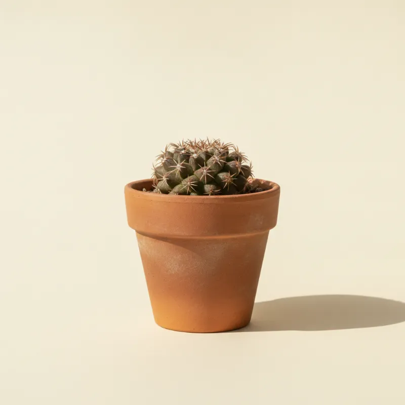 Turbinicarpus alonsoi (illustratie)