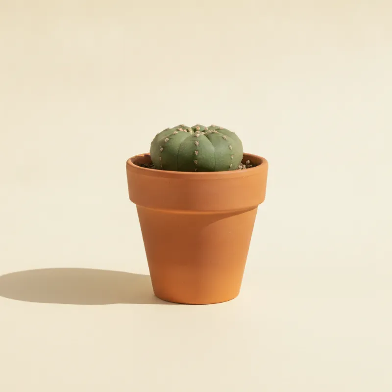 Turbinicarpus lophophoroides (illustratie)
