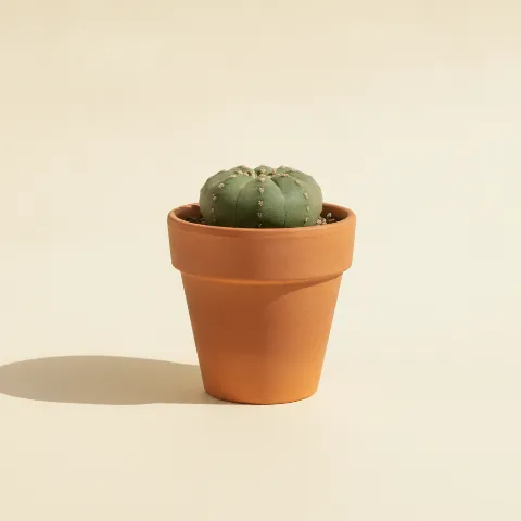 Turbinicarpus lophophoroides
