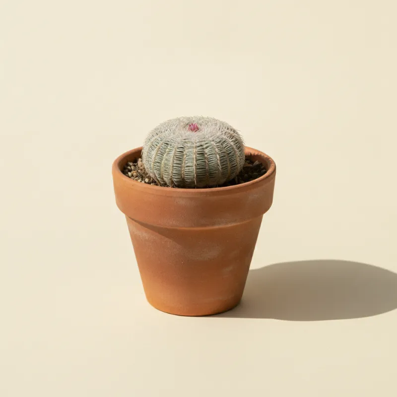 Turbinicarpus pseudopectinatus (illustratie)