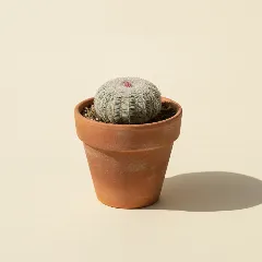 Turbinicarpus pseudopectinatus