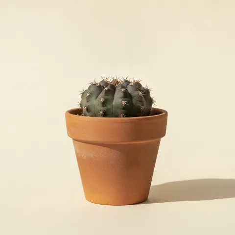 Turbinicarpus schmiedickeanus