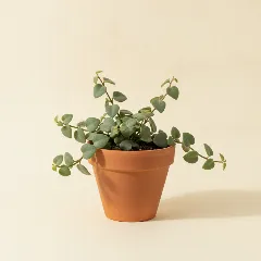 Xerosicyos danguyi