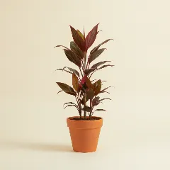 Cordyline