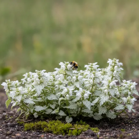 Dovenetel — Lamium spp. met hommel (illustratie)