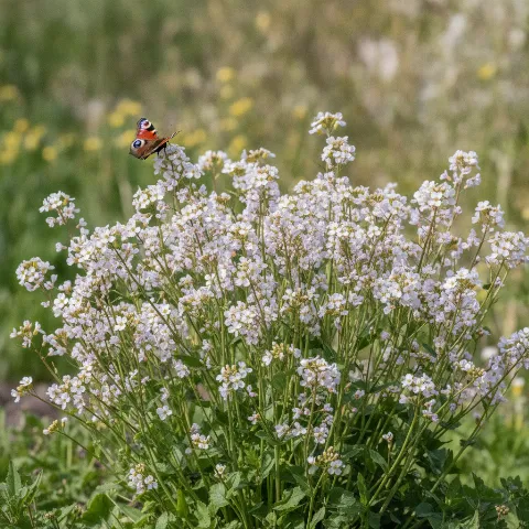 Pinksterbloem — Cardamine pratensis met dagvlinder (illustratie)