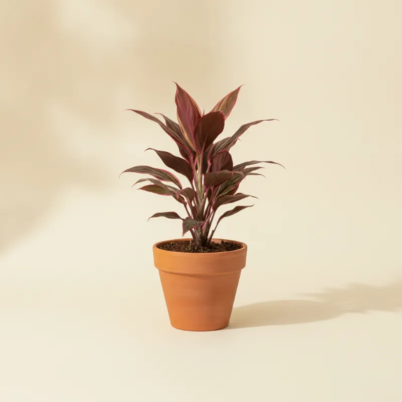 Cordyline — Cordyline fruticosa 'Mambo' (illustratie)
