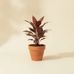 Cordyline