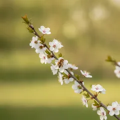 Fruitboom