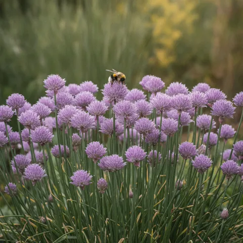 Bieslook — Allium schoenoprasum met hommel (illustratie)