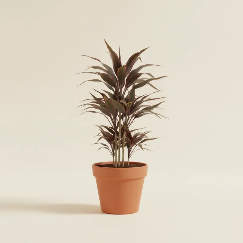 Cordyline — Cordyline australis (illustratie)