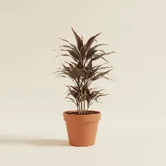 Cordyline