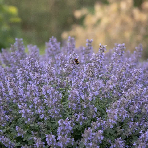 Kattenkruid — Nepeta x faassenii / Nepeta spp. met hommel (illustratie)