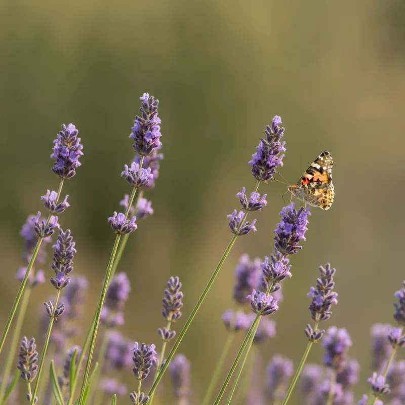 Lavendel