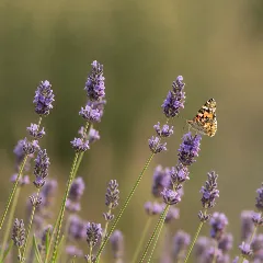 Lavendel