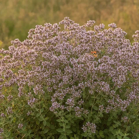Wilde marjolein — Origanum vulgare met dagvlinder (illustratie)