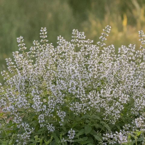 Bergsteentijm — Calamintha nepeta (illustratie)