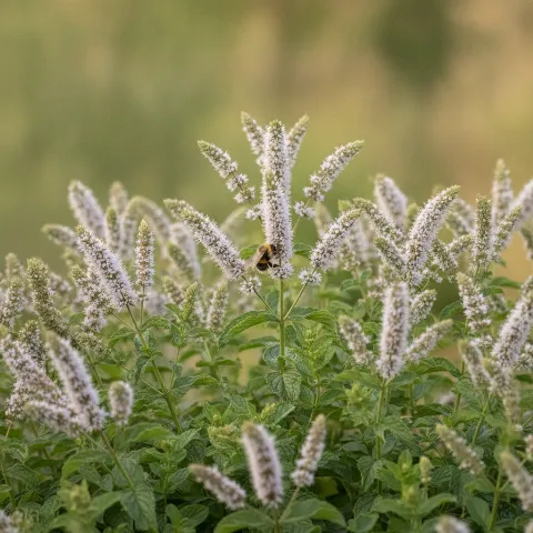 Munt — Mentha spp. met hommel (illustratie)