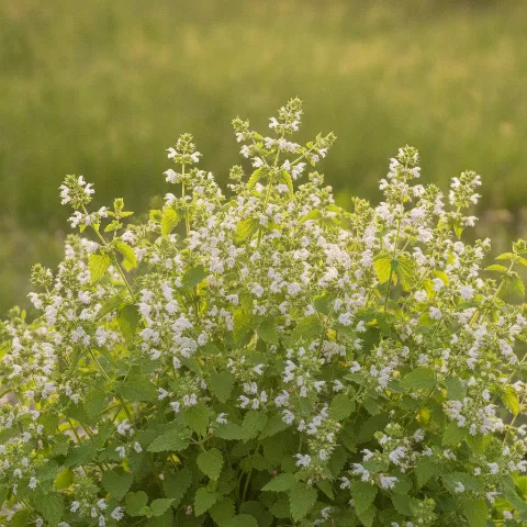 Citroenmelisse — Melissa officinalis (illustratie)