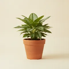 Aglaonema