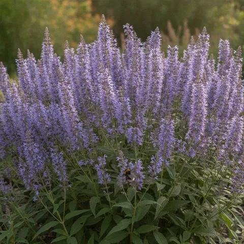 Dropplant — Agastache spp. met hommel (illustratie)
